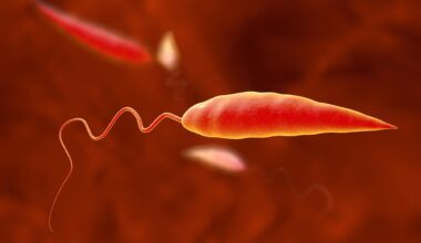 Leishmania Parasite Leishmaniasis