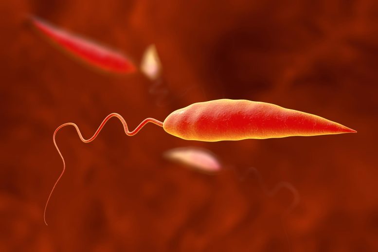 Leishmania Parasite Leishmaniasis