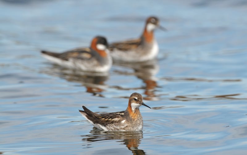 The red-necked phalarope, known as the ‘fairy bird’ of Belmullet. Photograph: Richard Mills, reproduced with the permission of Birdwatch Ireland