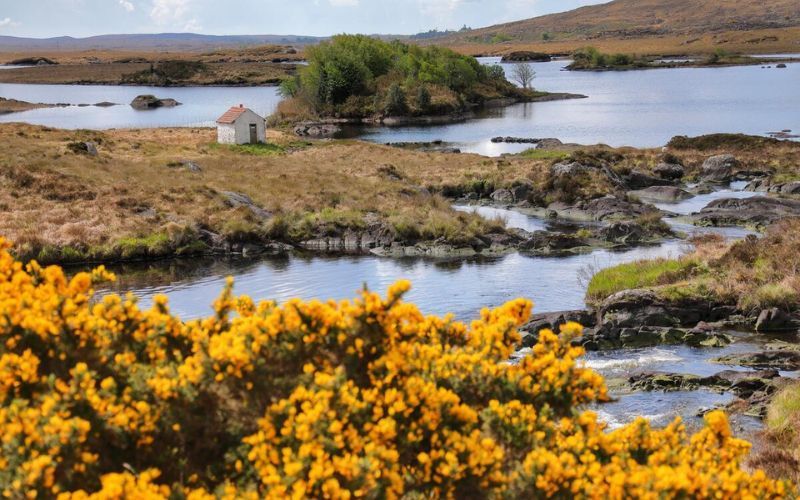 Gorse in bloom in Connemara, County Galway.