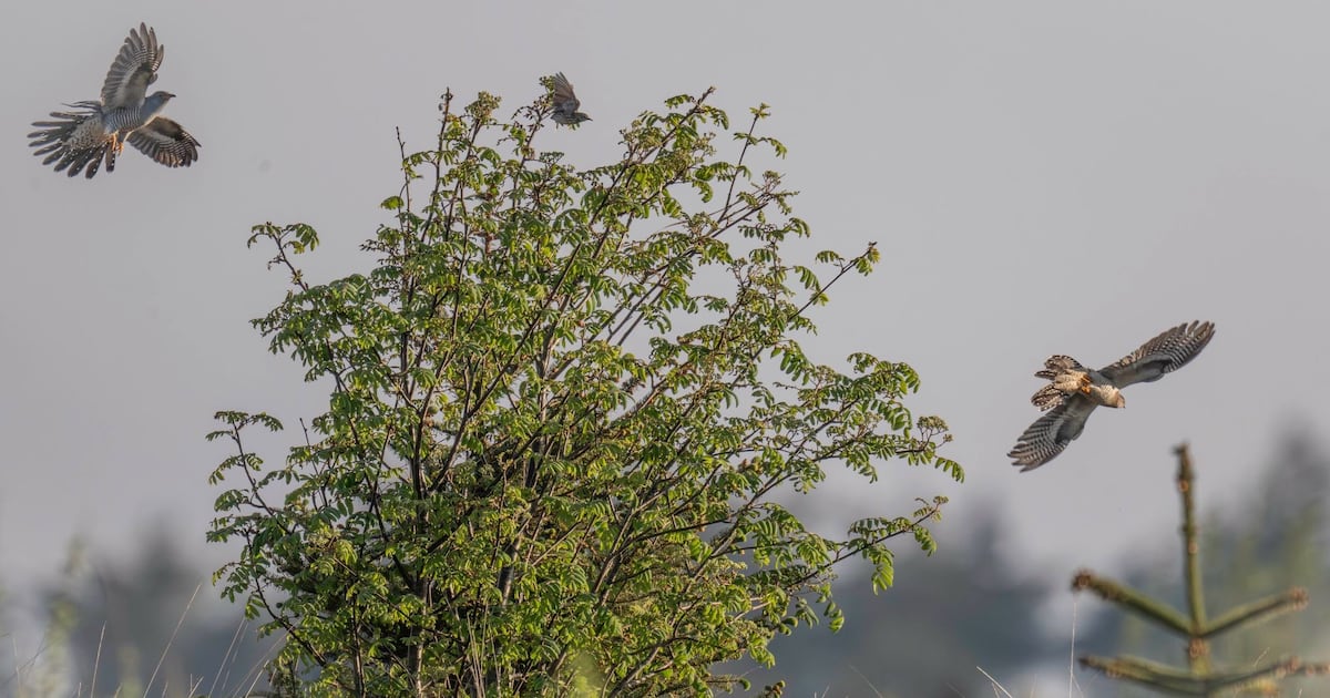 We have an asylum of cuckoos here in west Clare – The Irish Times