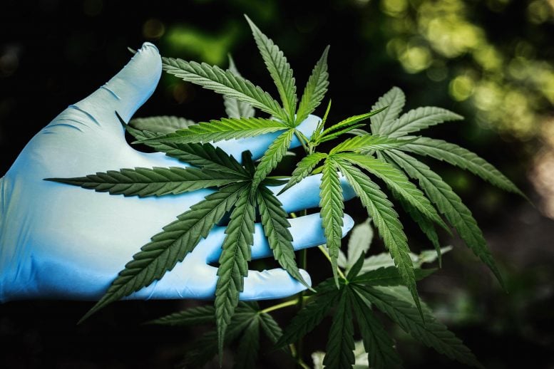 Marijuana Plant