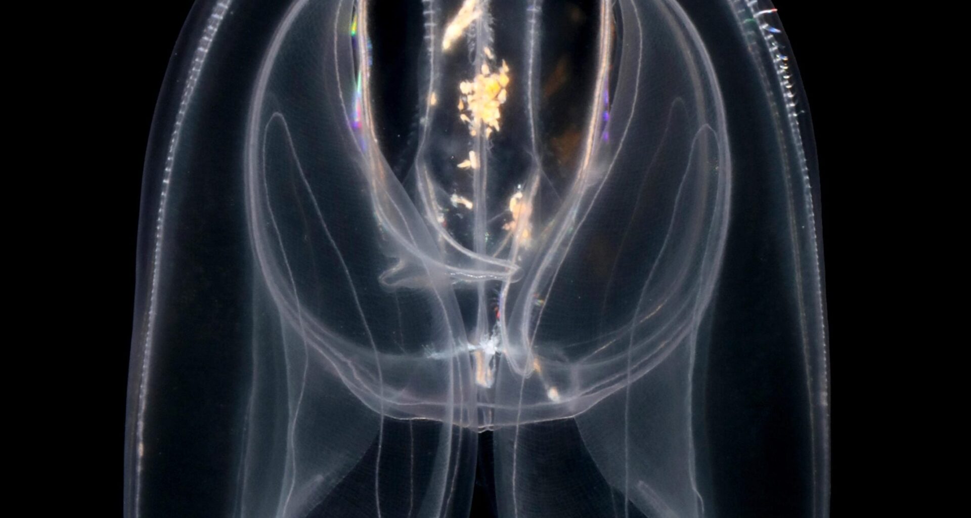 This Weird Sea Creature May Have Rewritten Life’s Genetic Rulebook