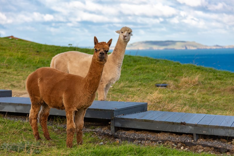 The alpacas