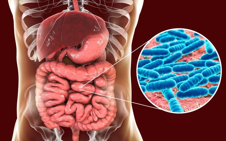 Normal Flora Small Intestine Bacteria Gut Microbiome