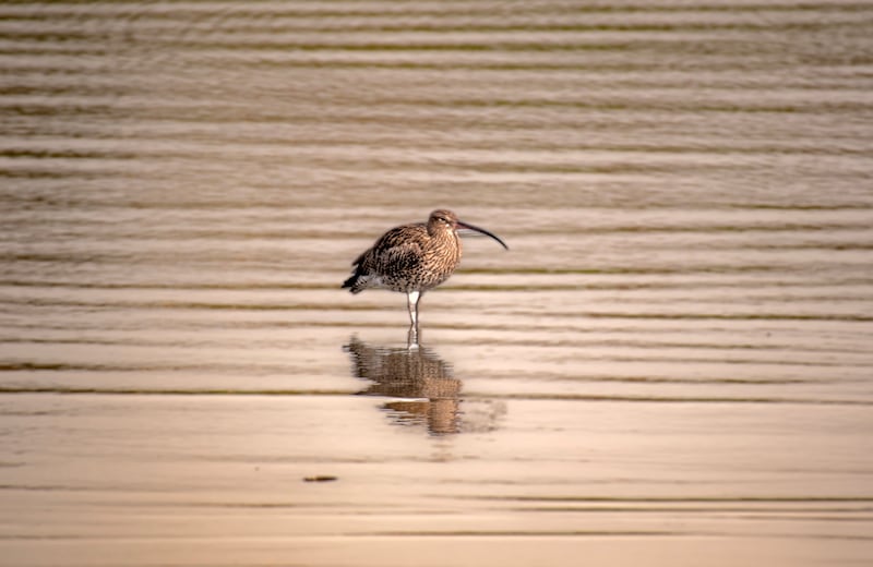 A curlew feeding in the tidal Clonakilty Bay, west Cork. Photograph: Michael Mac Sweeney/Provision