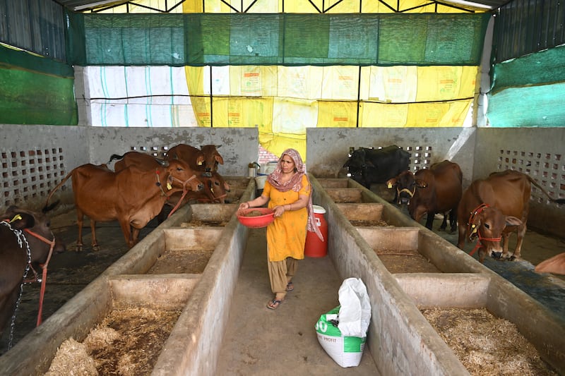 A villager carrying cow dung from her cattle stable to use as fuel in Uttar Pradesh's Bulandshahr district. Photograph: Arun Sankar/AFP via Getty Images