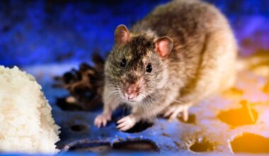 Rodent infestations and spider egg sacs among reasons for food closure orders in Dublin, Cork and Waterford – The Irish Times