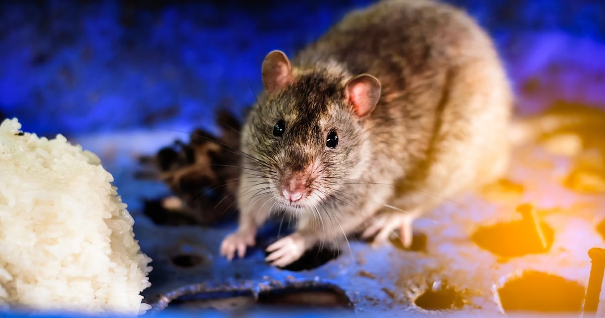 Rodent infestations and spider egg sacs among reasons for food closure orders in Dublin, Cork and Waterford – The Irish Times