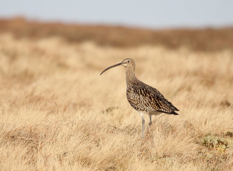 The curlew is critically endangered in Ireland due to habitat loss. Photograph: Ian Francis/RSPB/PA Wire
