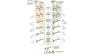 Genetics show how cherry trees decide which fruits survive