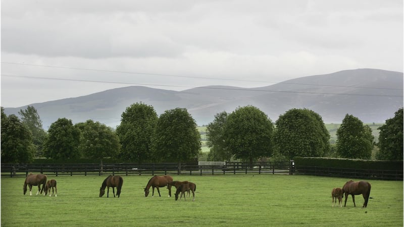 Mares and foals graze beneath Slievenamon at Coolmore Stud in Fethard, Co Tipperary. File photograph: Dara Mac Dónaill