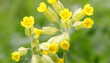 How can I grow cowslips in my garden? – The Irish Times