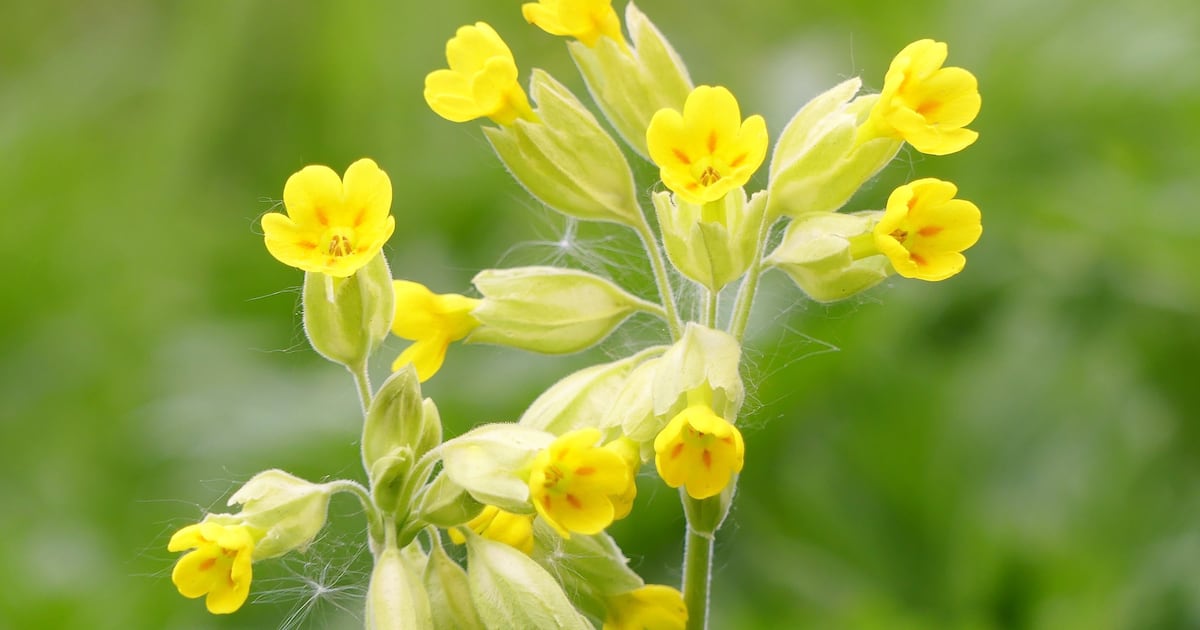 How can I grow cowslips in my garden? – The Irish Times