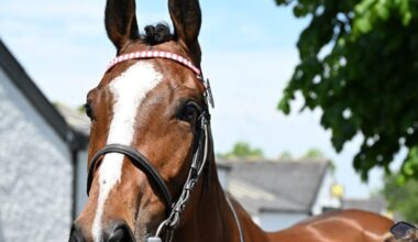 Tattersalls Ireland May P2P And HIT Sale Breaks Records