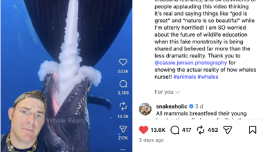 Instagram and TikTok: AI-generated nature documentaries are becoming an issue