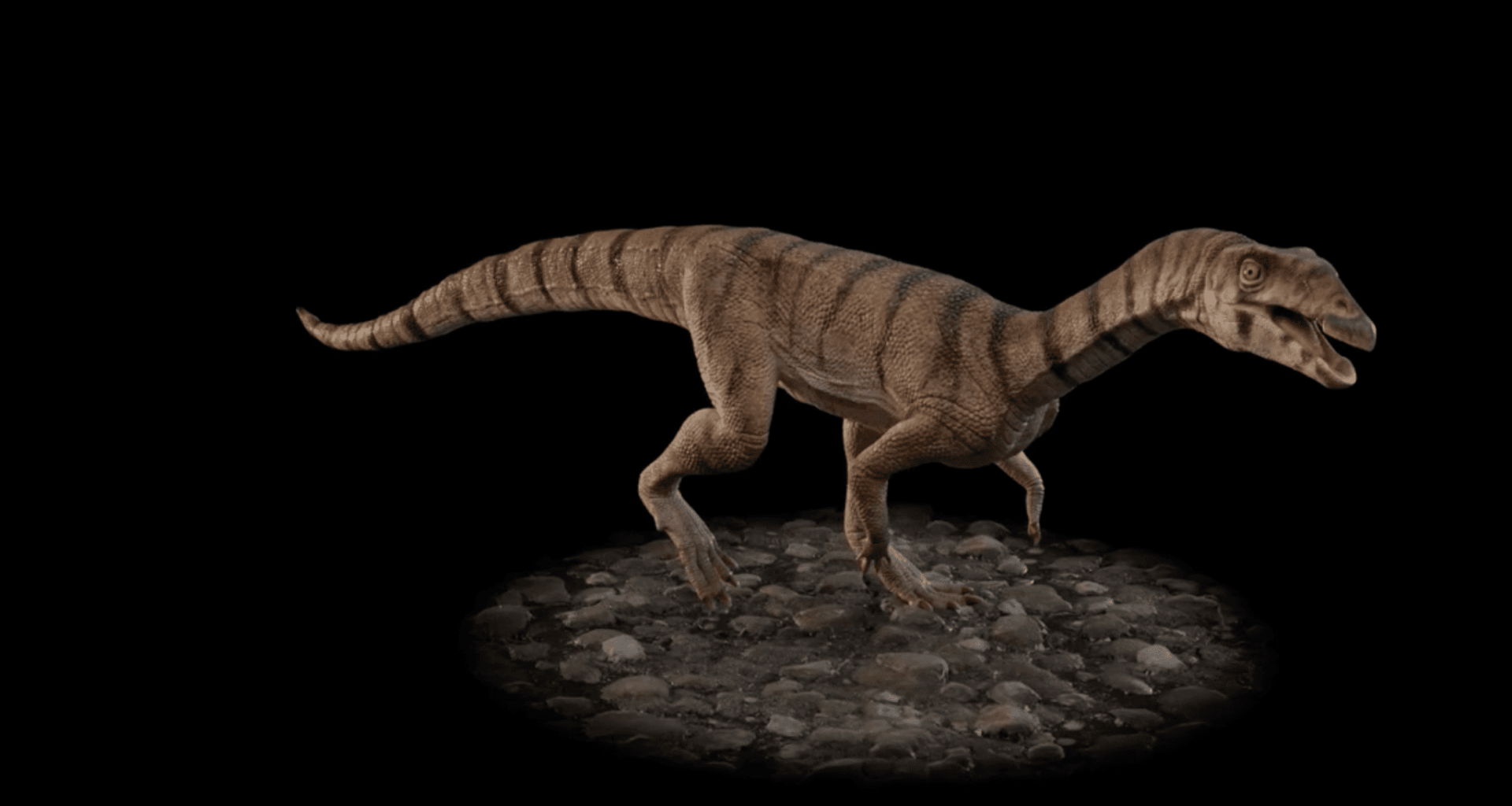 Video of 3D model of reconstruction of Labrujasuchus expectatus