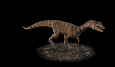 Video of 3D model of reconstruction of Labrujasuchus expectatus