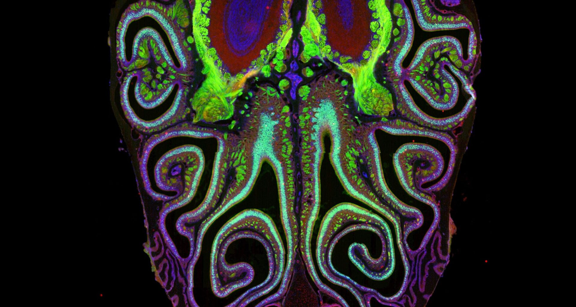 Harvard Scientists Reveal Secret Structure Behind How You Smell