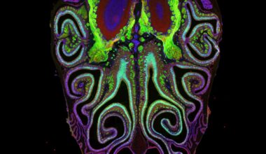 Harvard Scientists Reveal Secret Structure Behind How You Smell