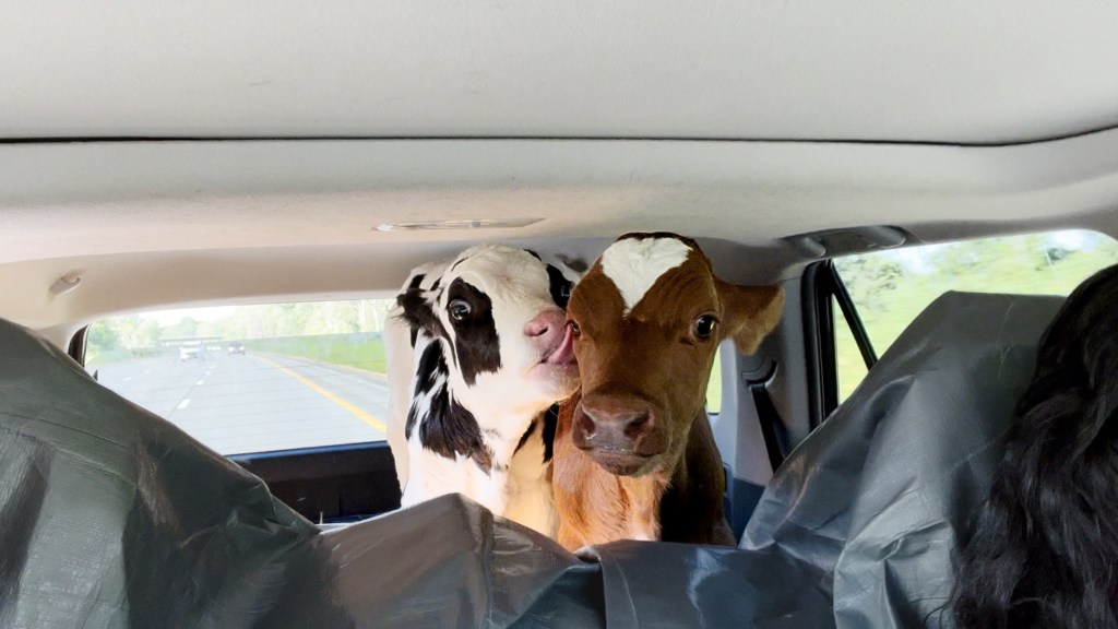 Moo-ving documentary about cows charts journey that started in CT
