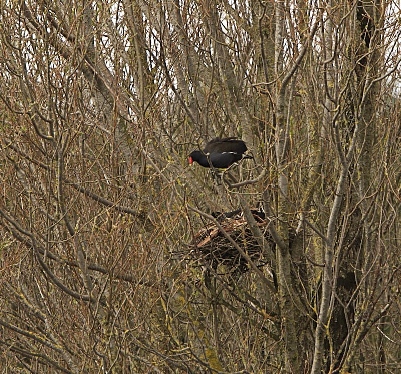 Moorhens normally nest at water level, but they are capable of climbing up branches with their clawed feet. Photograph: Joe Conlon