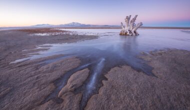 Tree Stump Ice Antelope Island Great Salt Lake