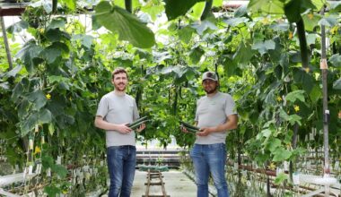 ‘We’ve lost a few crops in recent years, like iceberg lettuce. There is just one grower left’ – The Irish Times