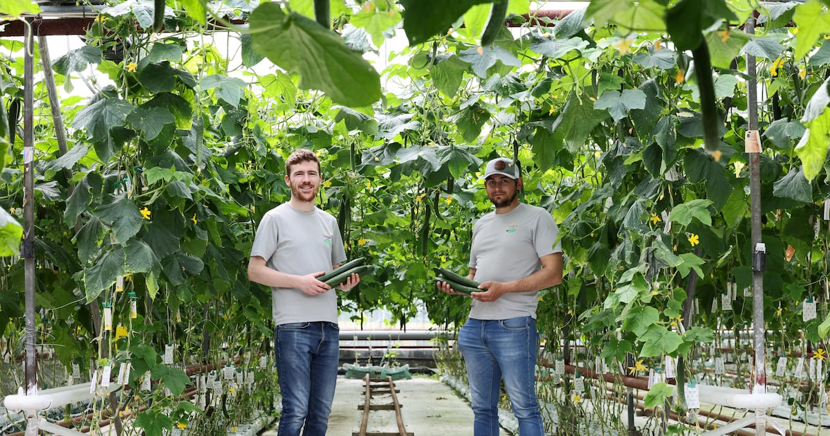 ‘We’ve lost a few crops in recent years, like iceberg lettuce. There is just one grower left’ – The Irish Times