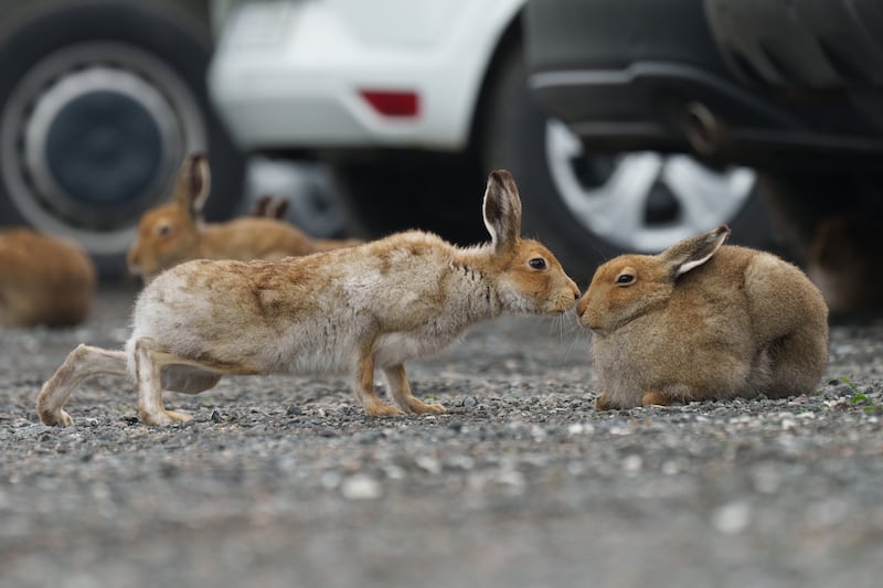 A hare nuzzles up to its companion in long-term car parking at Dublin Airport. Photograph: Fran Veale