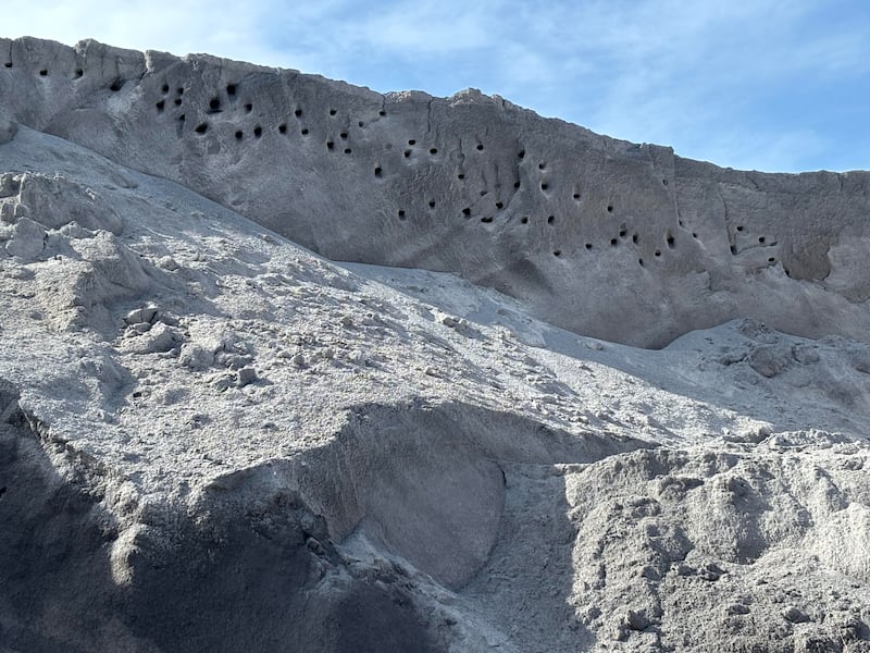 Nesting burrows of the sand martin. Photograph: Frank Carter