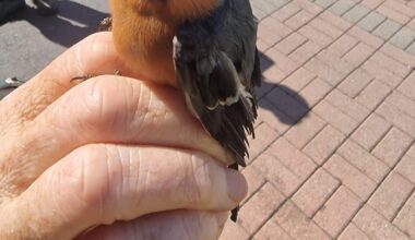 Bullfinch recovered in operation targeting ‘nasty world’ of bird trapping – The Irish Times