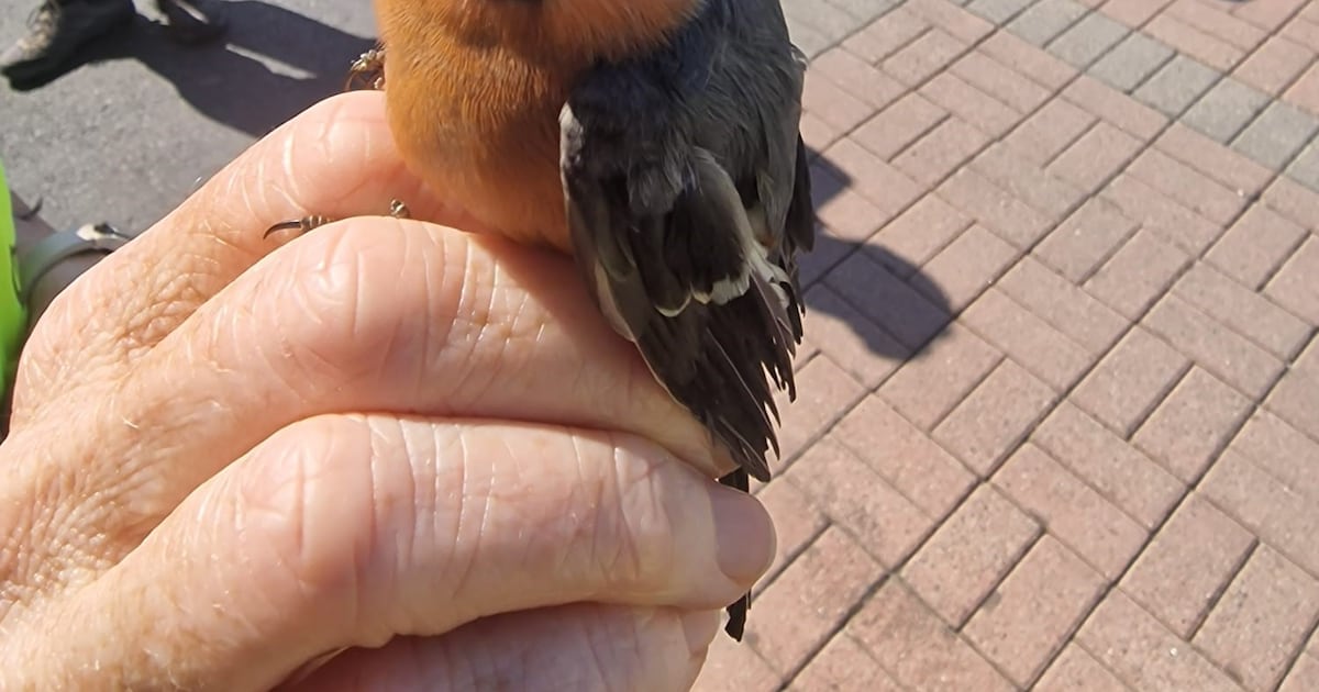 Bullfinch recovered in operation targeting ‘nasty world’ of bird trapping – The Irish Times