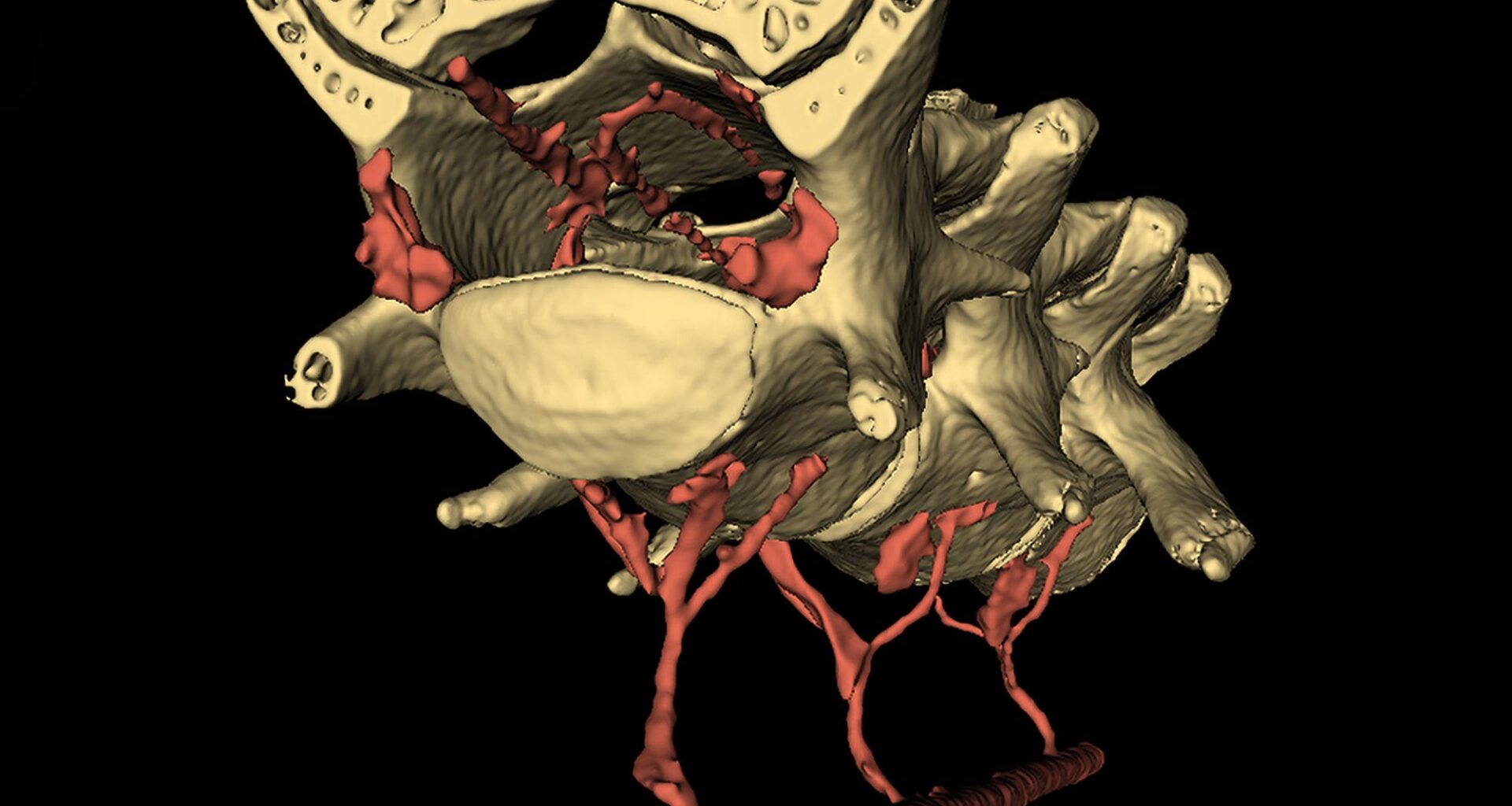 Vein Network Mechanism