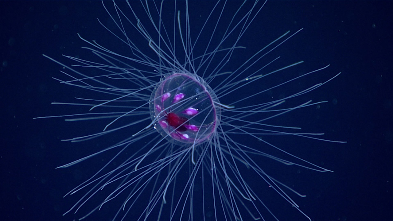 Water World Genomics: Unlocking Ocean Secrets With eDNA