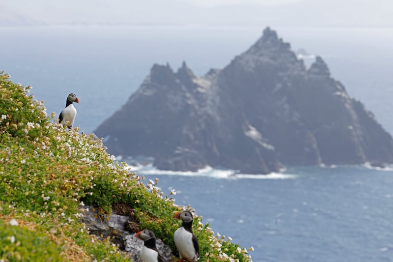 Approximately 8,000 puffins breed on Skellig every year. Photograph: Nick Bradshaw/The Irish Times
