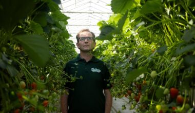 who are Ireland’s biggest fruit and veg growers? – The Irish Times