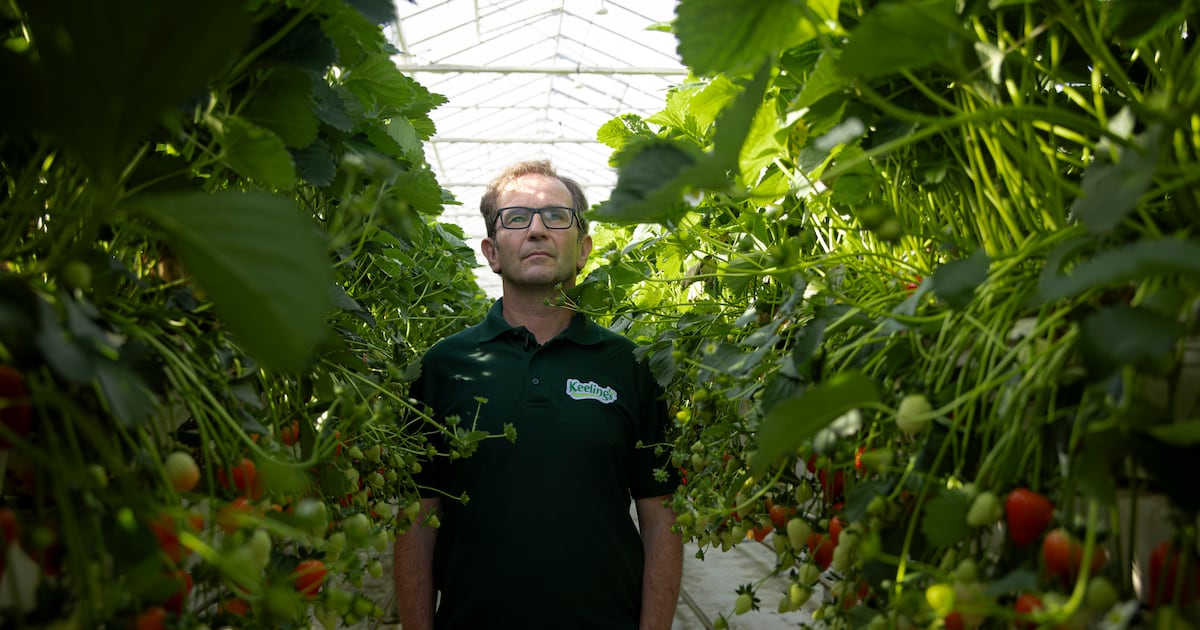 who are Ireland’s biggest fruit and veg growers? – The Irish Times