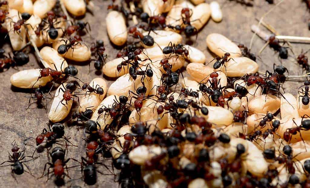 Ants and aphids interaction in nature.