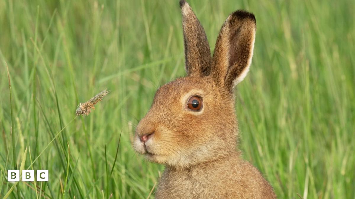 Springwatch 2026 - BBC