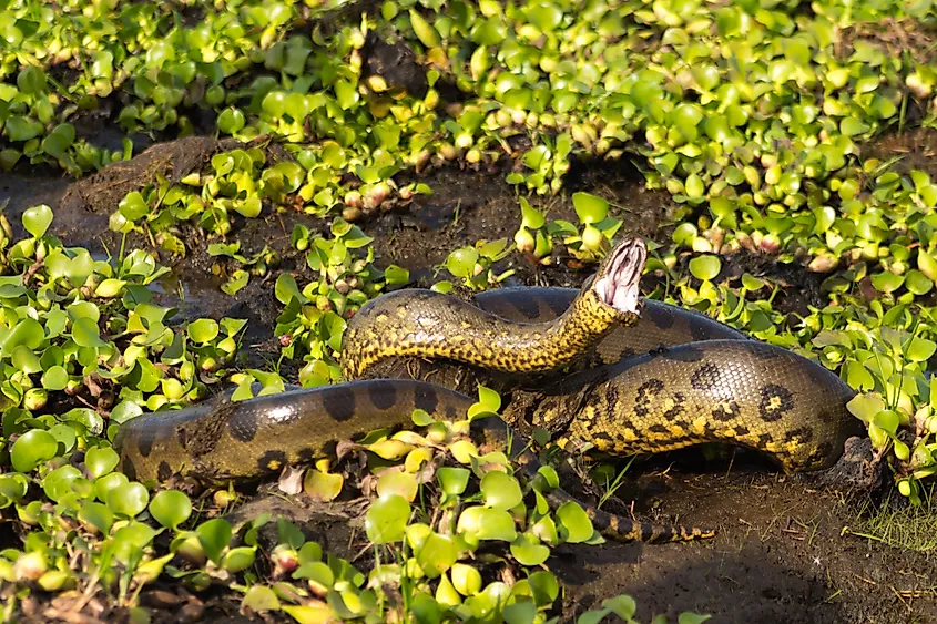 The Northern Green Anaconda (Eunectes akayima), described as a new species in February 2024 from populations in the Orinoco Basin and northern Amazon, genetically about 5.5 percent divergent from the Southern Green Anaconda.