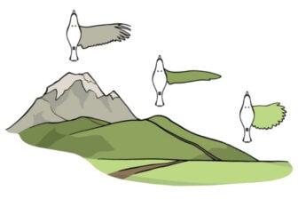 Bird Wingspan Analysis