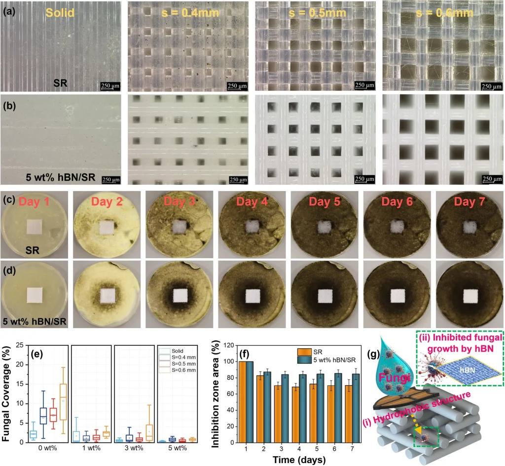 Antifungal performance of hBN/SR elastomer lattices. Image via Advanced Composites and Hybrid Materials.