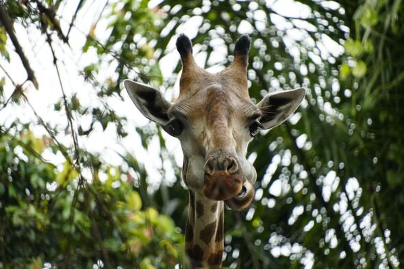Close-Up of Giraffe Head at Singapore Zoo Close-Up of Giraffe Head at Singapore Zoo