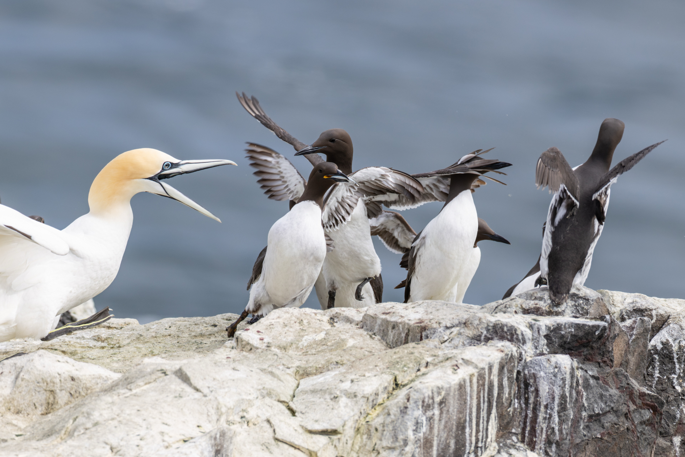 Janet the gannet gatecrashes guillemot fish delivery