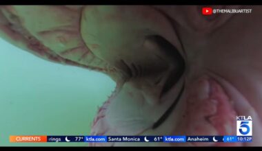 Watch: Great white shark bites camera off Southern California