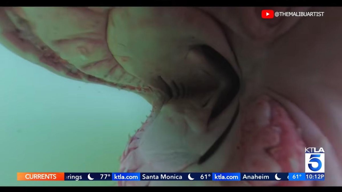 Watch: Great white shark bites camera off Southern California