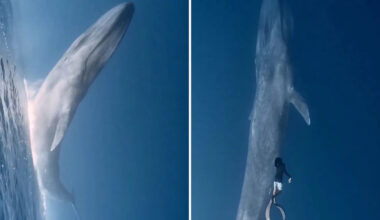 Diver comes face to face with the largest creature on Earth in the Maldives
