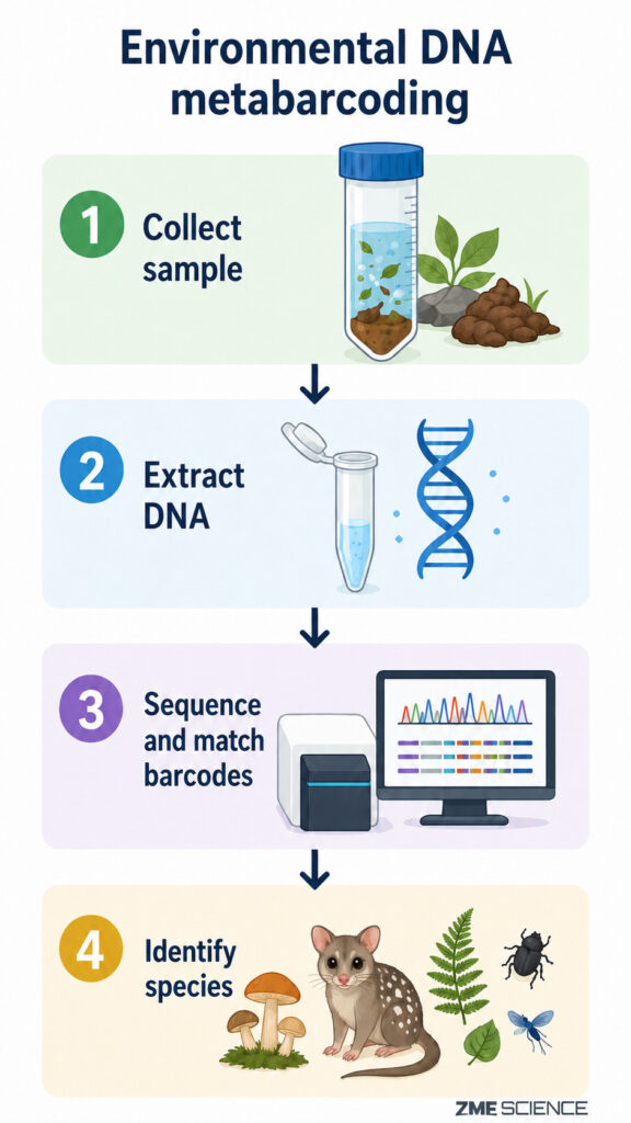 Illustration of the process of identifying fungal species from animal scat samples