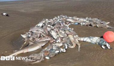 A pile of dead fish on a sandy beach.